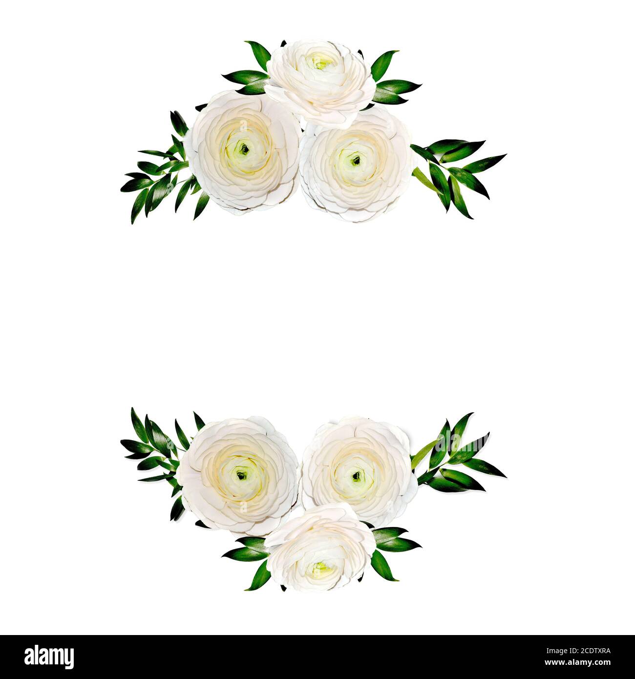 Delicate floral frame with ranunculus flowers isolated on white Stock