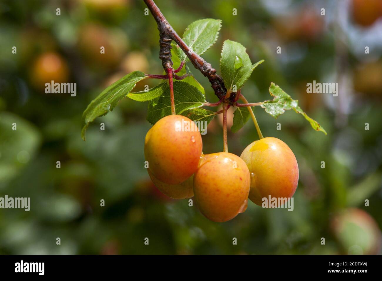 Mirabelles on the tree (Prunus domestica subsp. Syriaca) Stock Photo