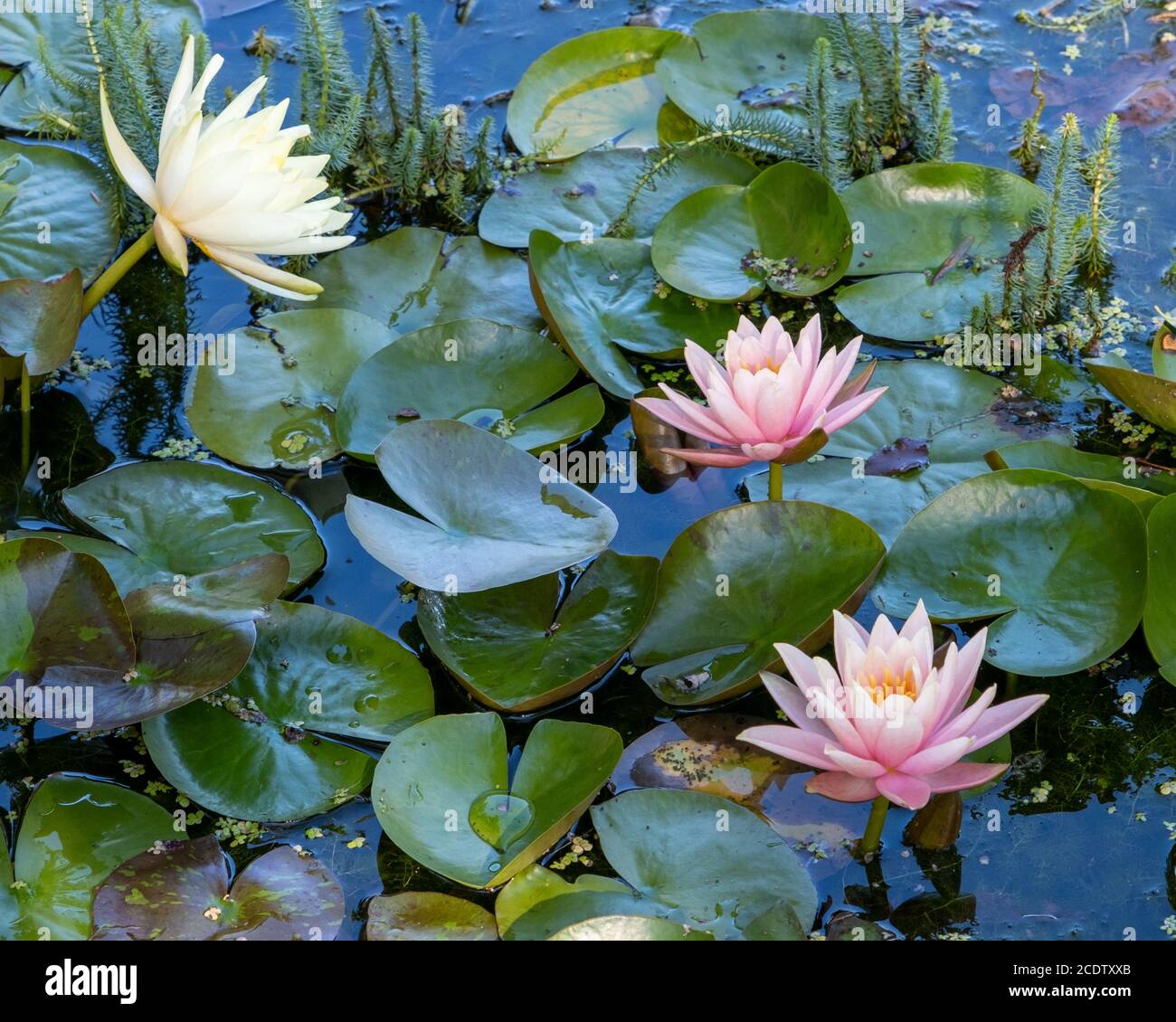 Small garden pond summer hires stock photography and images Alamy