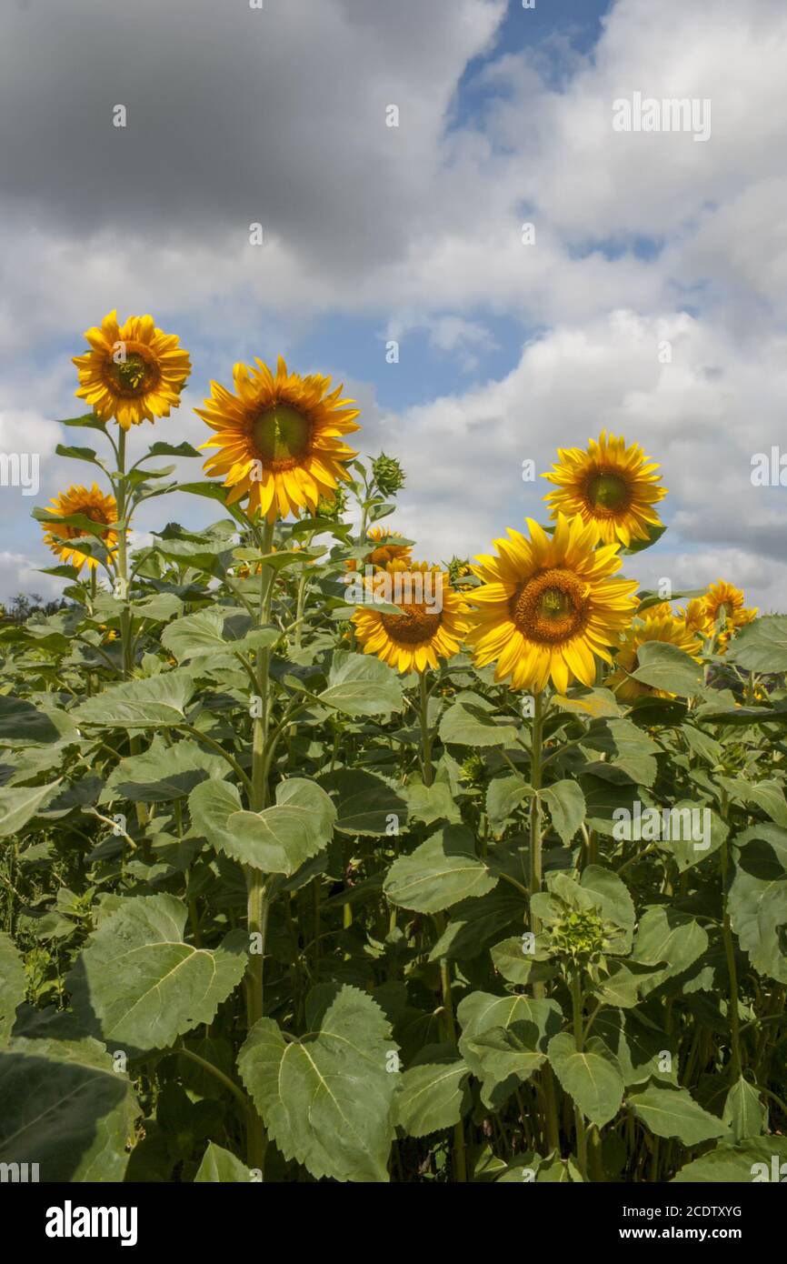 Sunflowers (Helianthus annuus), sunflower field Stock Photo