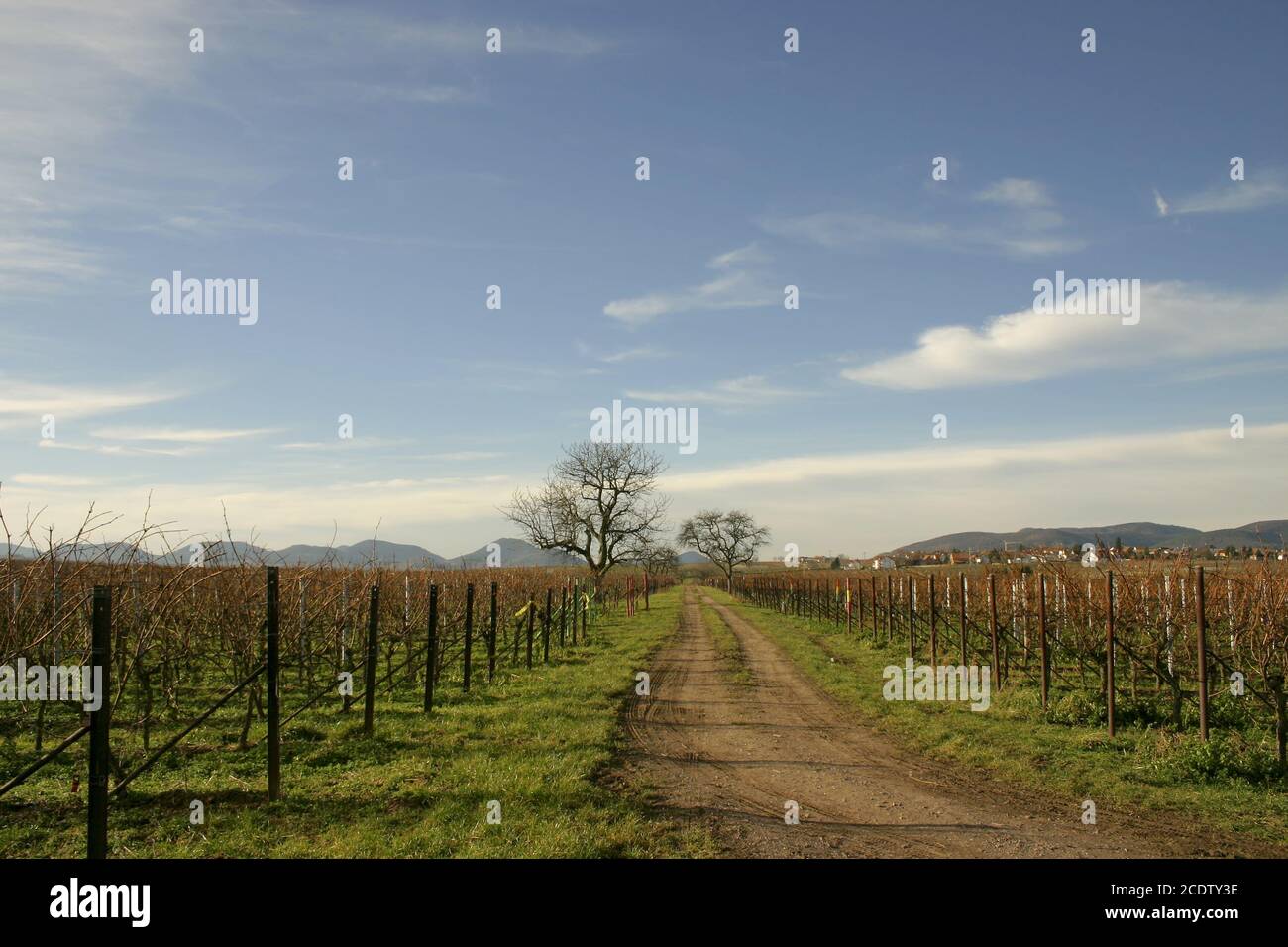 Path between vineyards Stock Photo