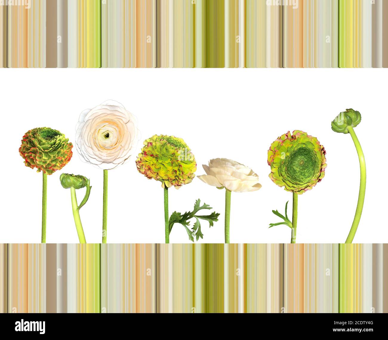 Floral background with ranunculus flowers isolated on white Stock Photo