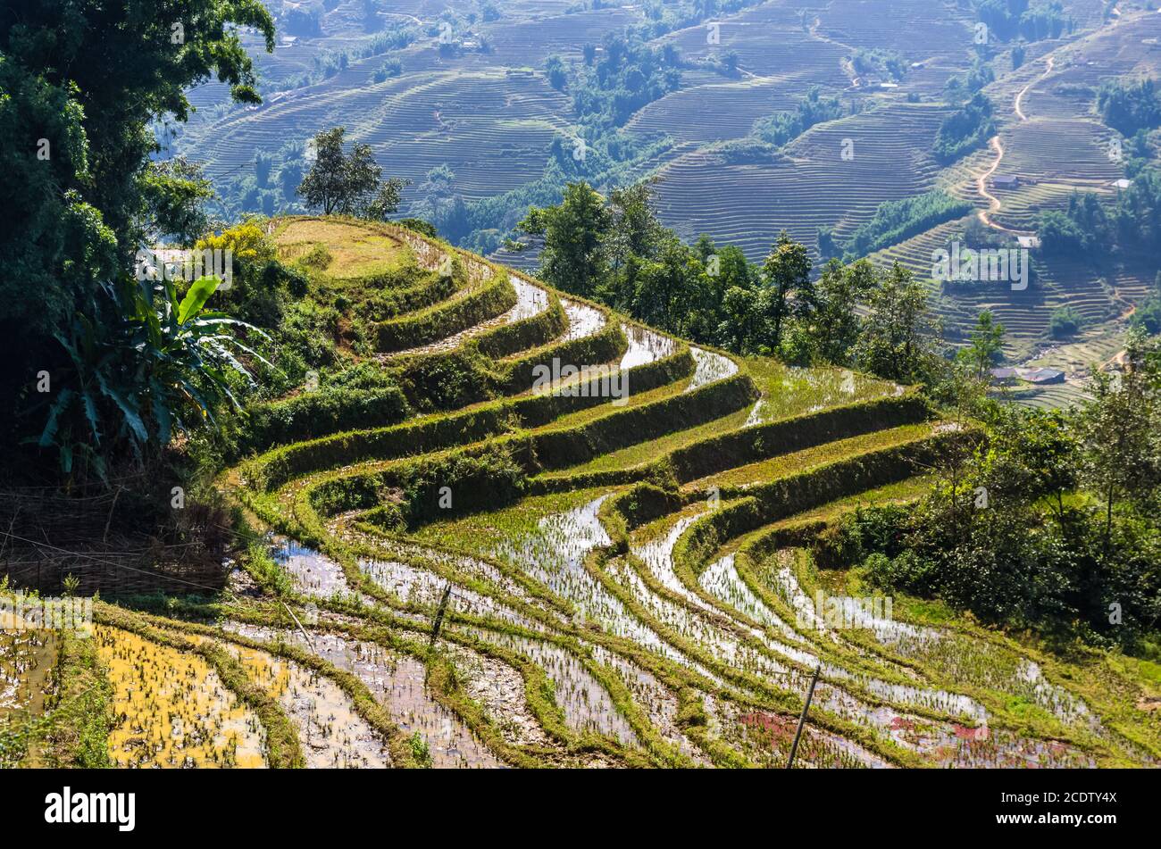 Close up view on rice terrace Stock Photo