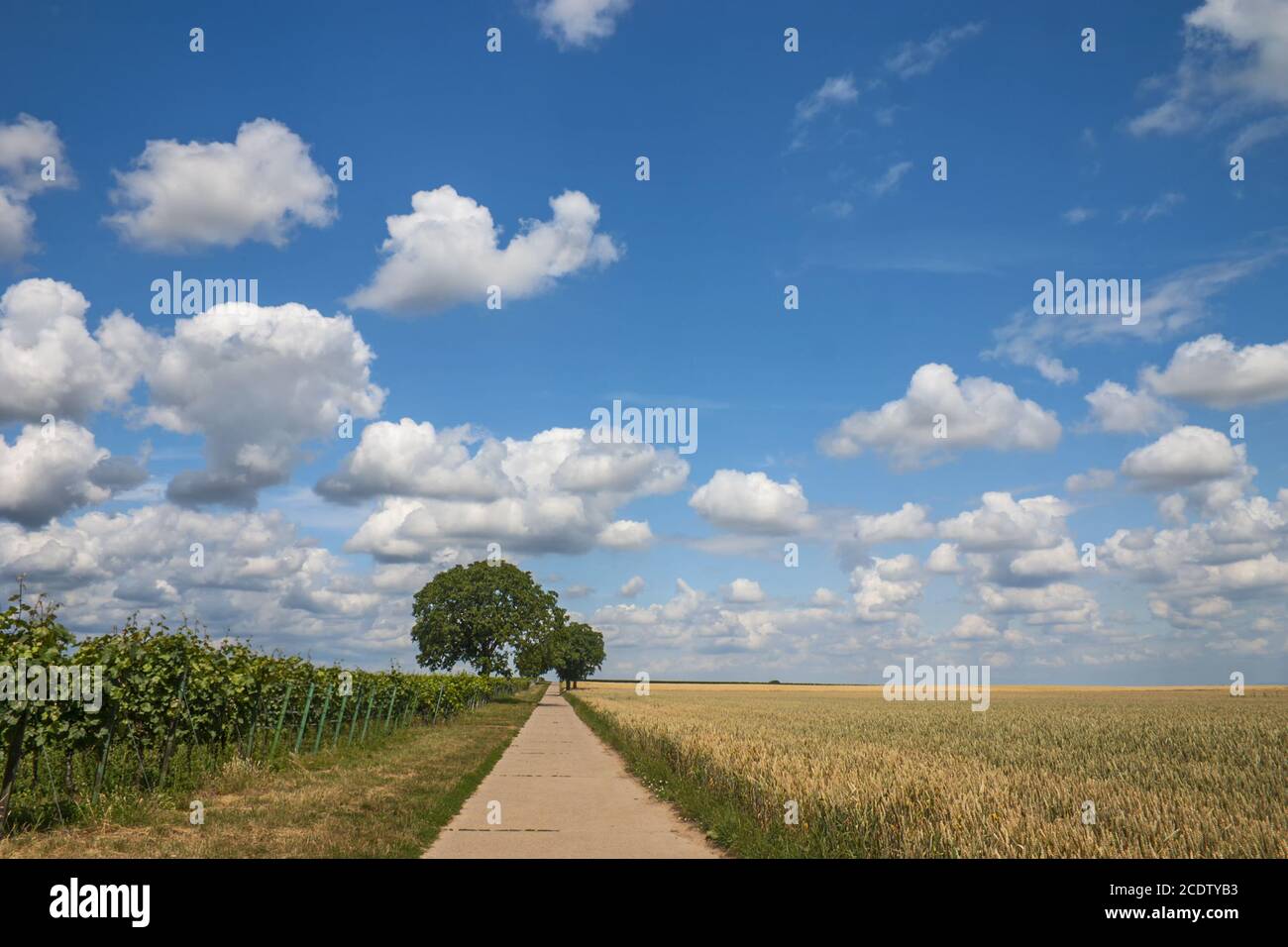 Landscape in the south palatinate Stock Photo