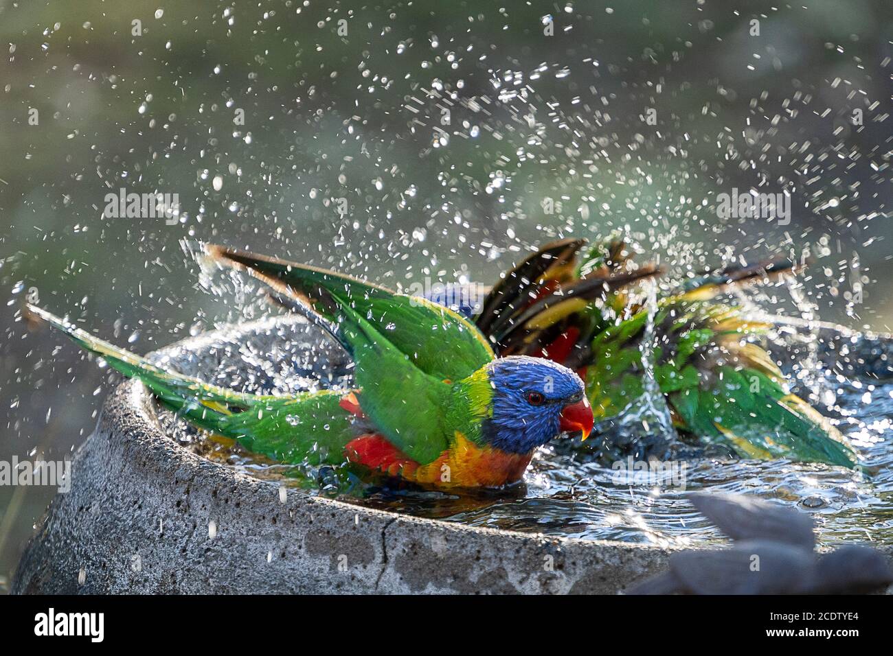 Rainbow lorikeets bathing in bird bath Stock Photo
