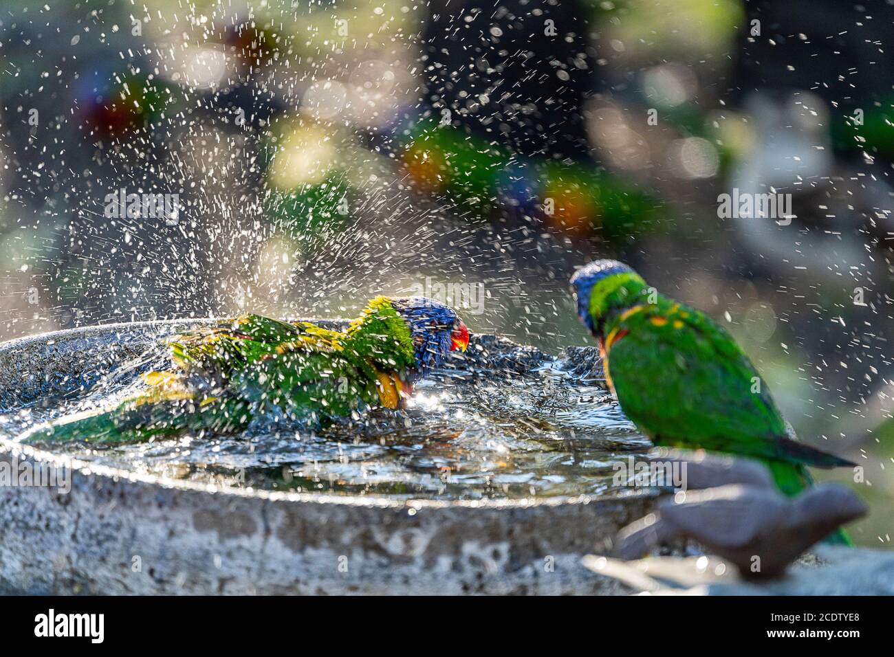 Rainbow lorikeets bathing in bird bath Stock Photo