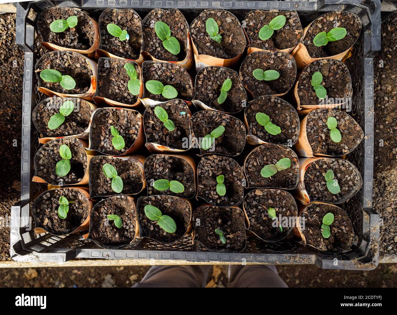 Shoots of cucumbers. Dicotyledonous leaves. Seedlings cucumbers. Stock Photo