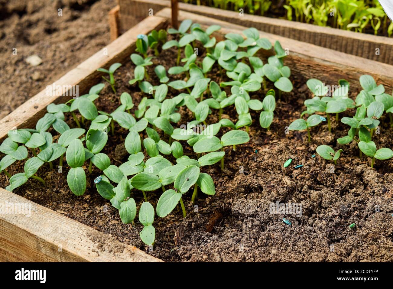 Shoots of cucumbers. Dicotyledonous leaves. Seedlings cucumbers. Stock Photo