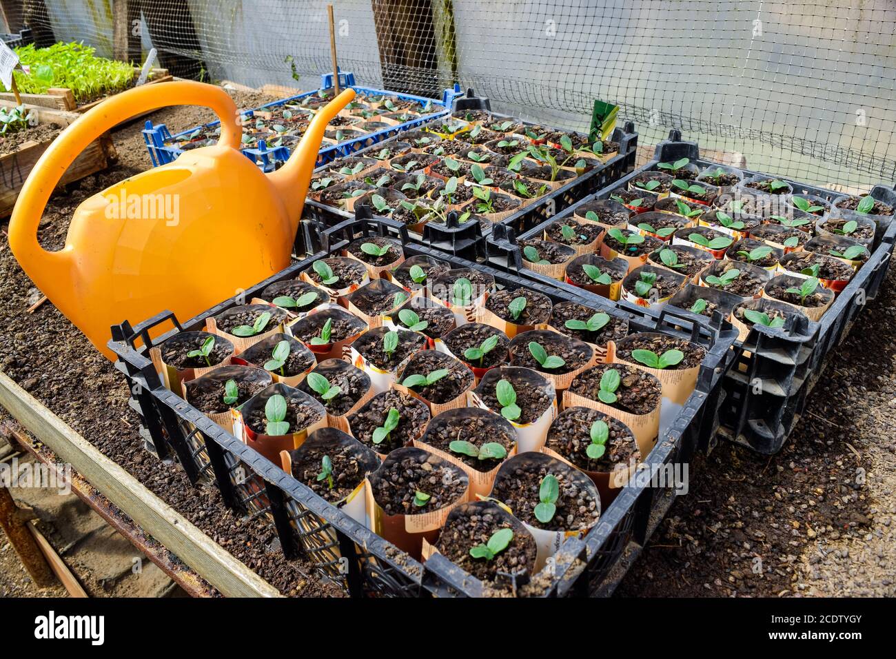 Shoots of cucumbers. Dicotyledonous leaves. Seedlings cucumbers. Stock Photo