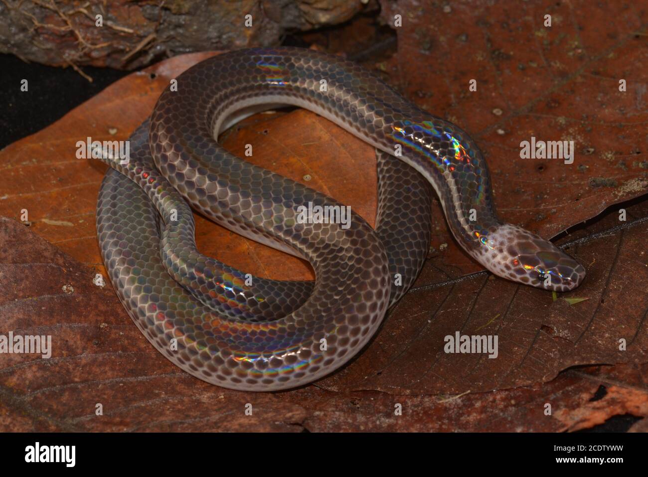 Sunbeam snake hires stock photography and images Alamy