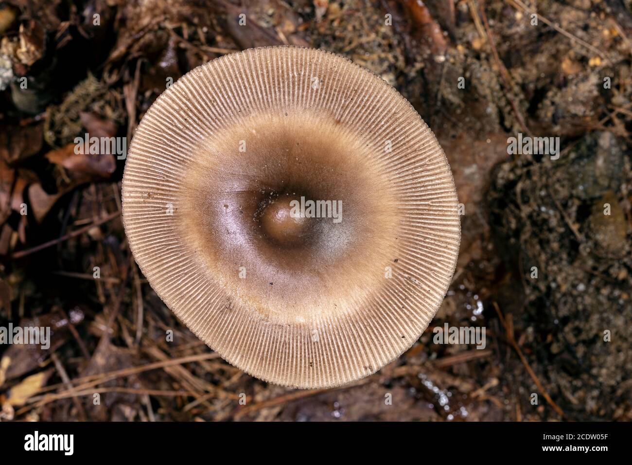 Top view of Amamita (sp.) mushroom showing strongly-lined margin of cap - Dupont State Recreational Forest - near Hendersonville, North Carolina, USA Stock Photo