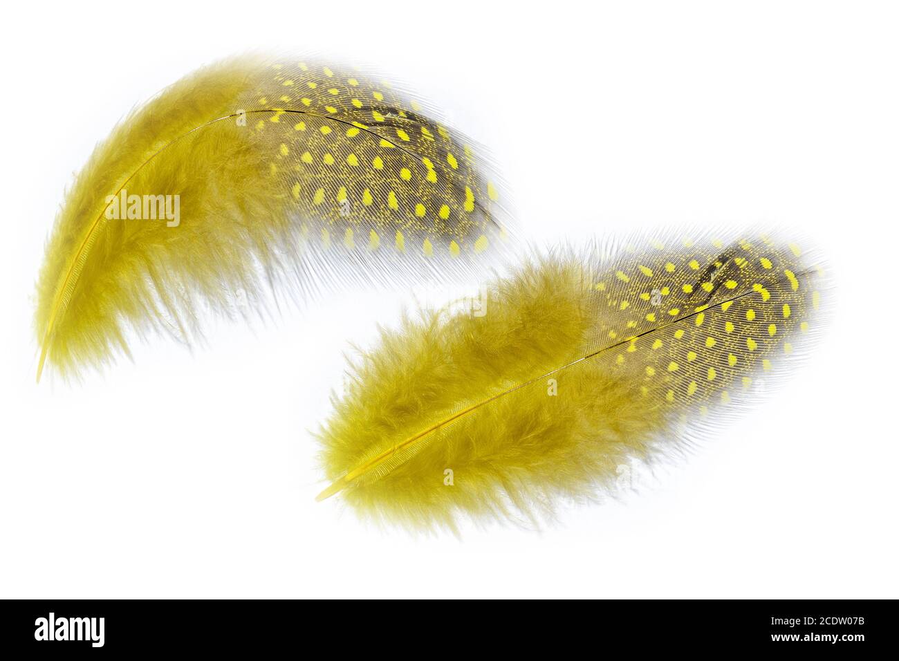 Beautiful Feather Yelloworange Isolated On White Background Stock