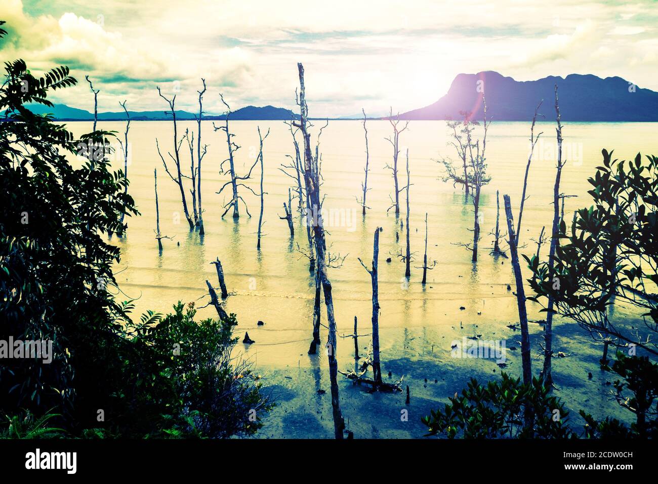 Dead trees on a beach of Sarawak on Borneo in the evening light Stock Photo