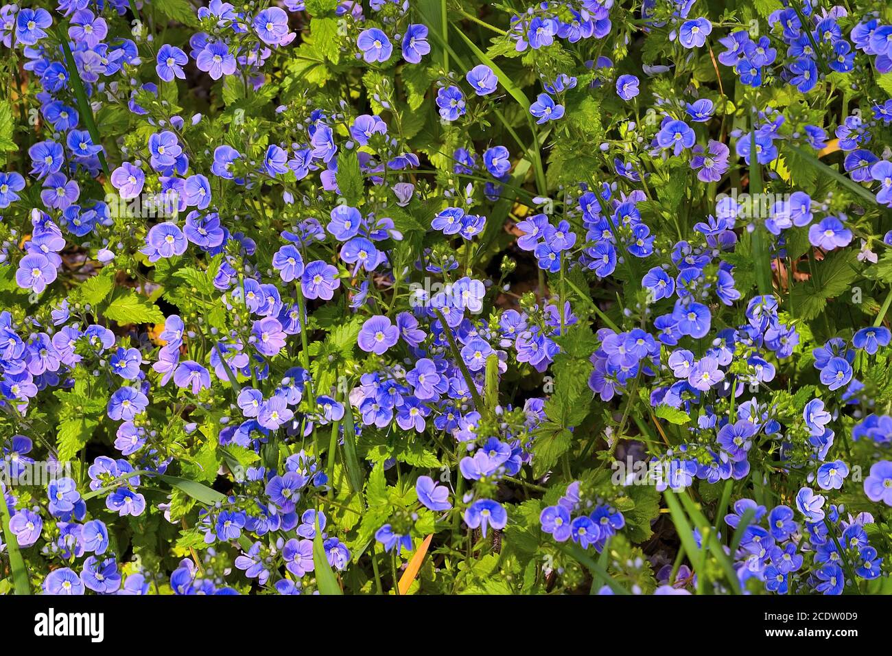 Beautiful blue forget-me-not flowers (Myosotis arvensis) on spring sunny meadow Stock Photo