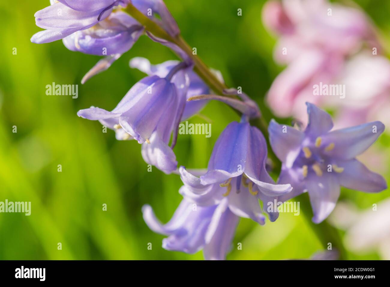 Purple Harebell Flowers, Campanula rotundifolia, closeup on green natural background, selective focus. Stock Photo