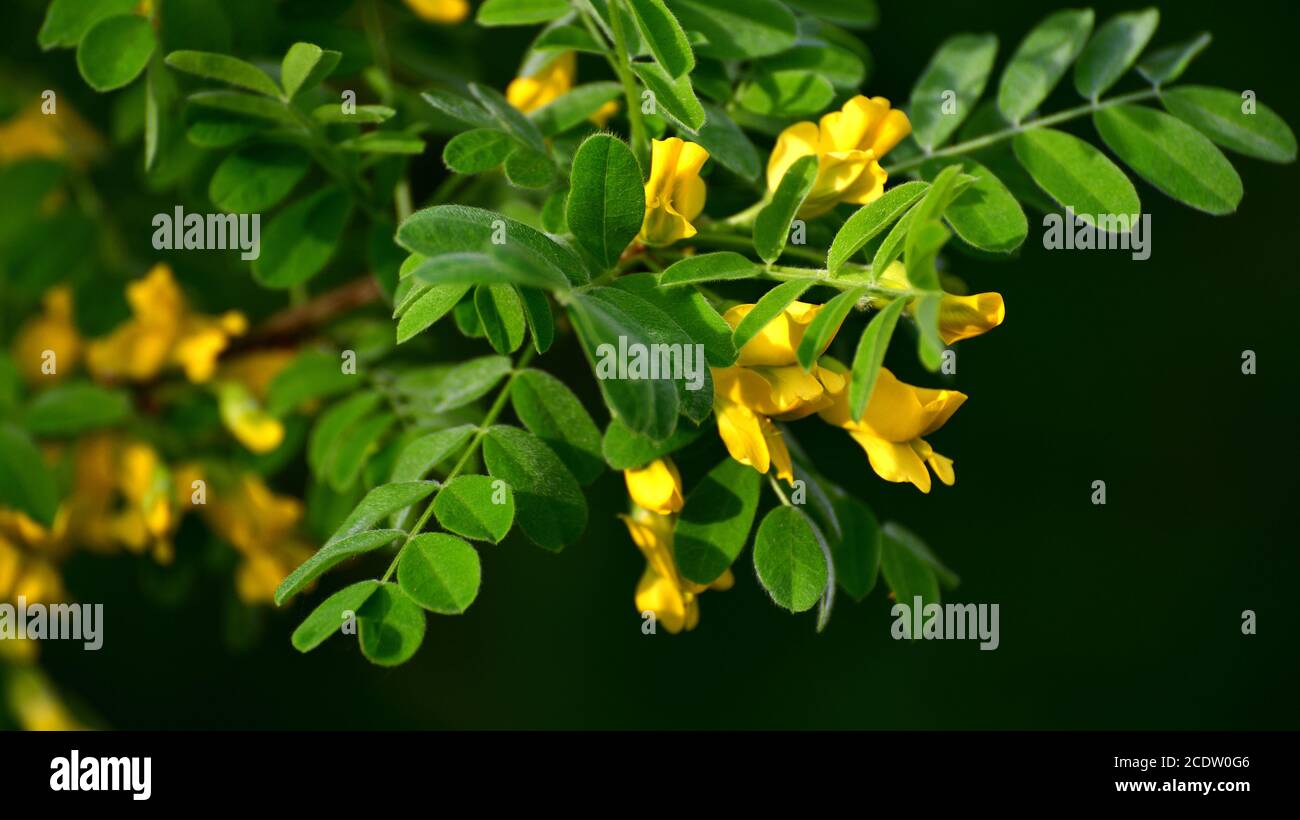 Caragana arborescens or yellow acacia Stock Photo