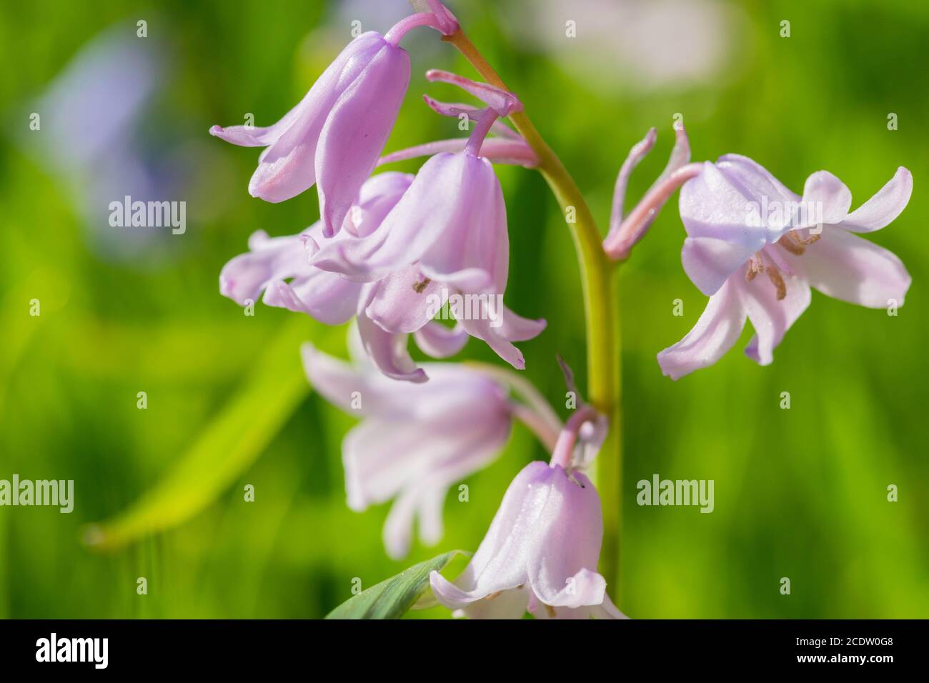 Purple Harebell Flowers, Campanula rotundifolia, closeup on green natural background, selective focus. Stock Photo