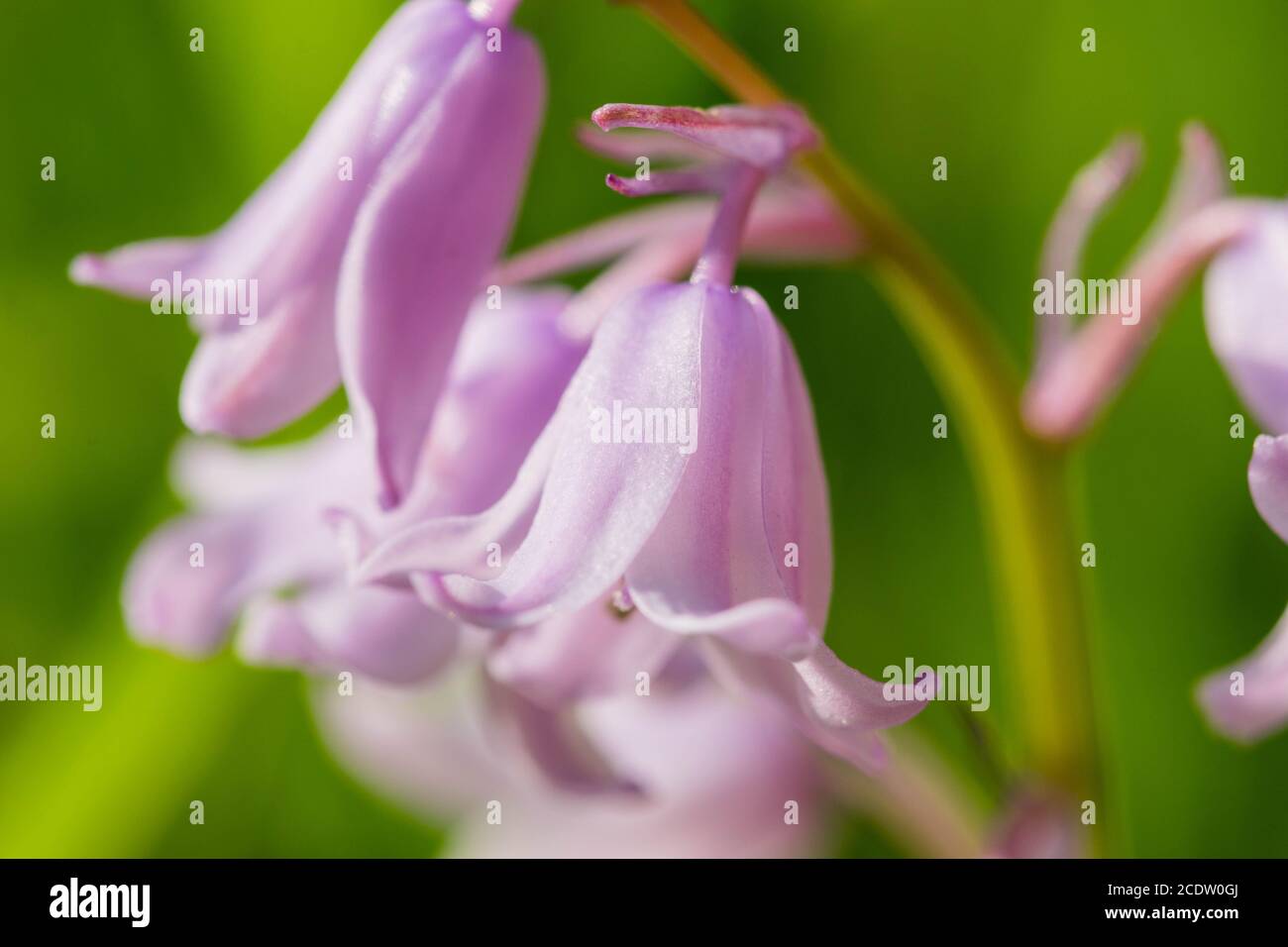 Purple Harebell Flowers, Campanula rotundifolia, closeup on green natural background, selective focus. Stock Photo