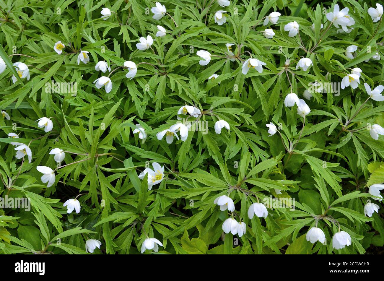 Early spring white wild flowers snowdrop anemone (Anemone sylvestris) Stock Photo