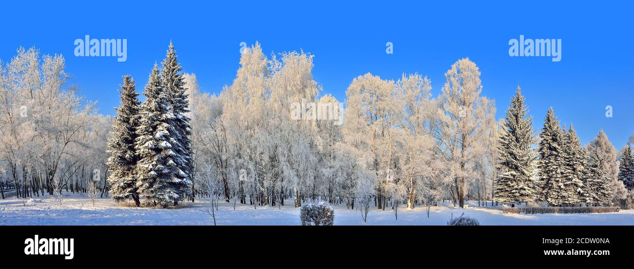 Beauty of winter landscape in snowy park at sunny day Stock Photo - Alamy