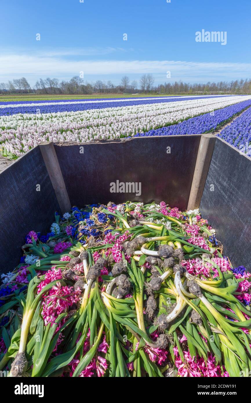 Hyacinths flowers field with wooden waste container Stock Photo