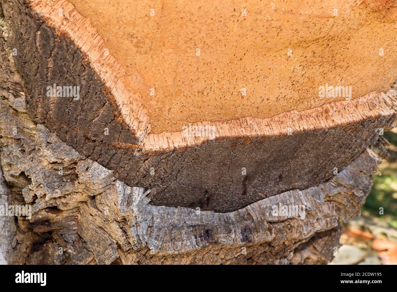 Layers with cork tree bark at tree trunk Stock Photo