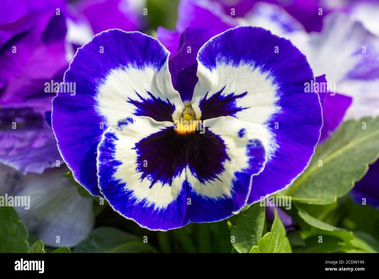 Macro photo of blue violet flower Stock Photo