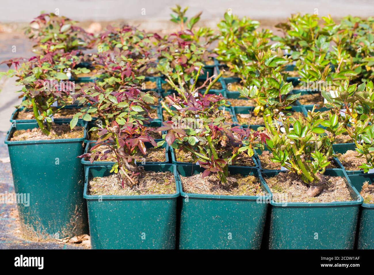 Rose plants in containers at garden center Stock Photo