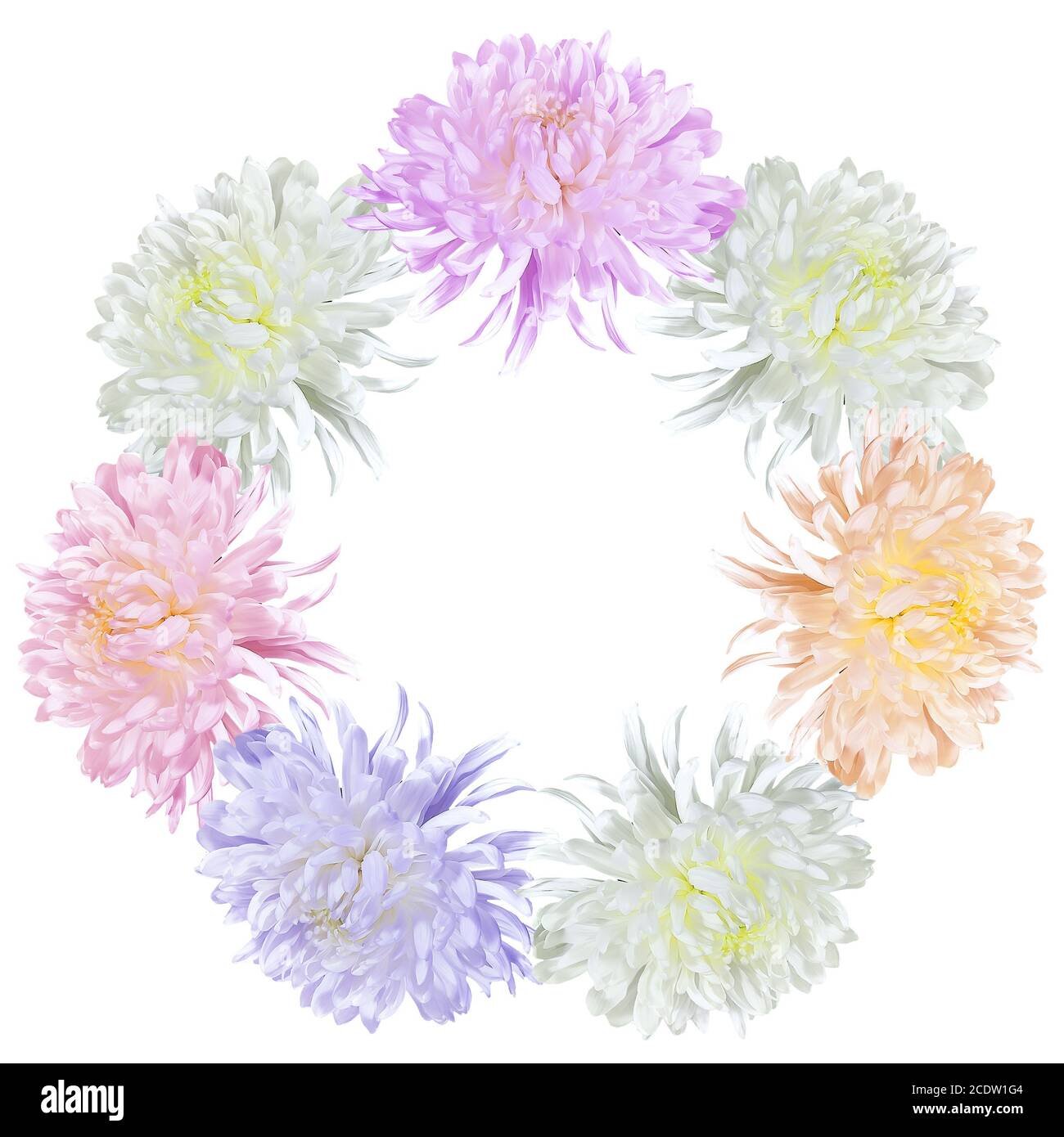 Floral round frame with colorful chrysanthemums on white background Stock Photo