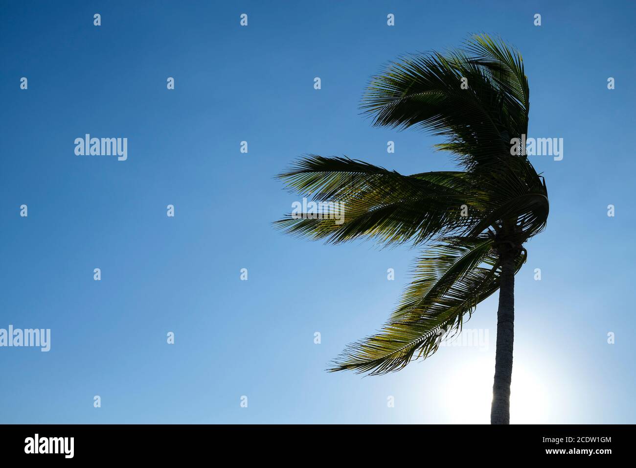 Palm tree and sun flare against clear blue sky Stock Photo