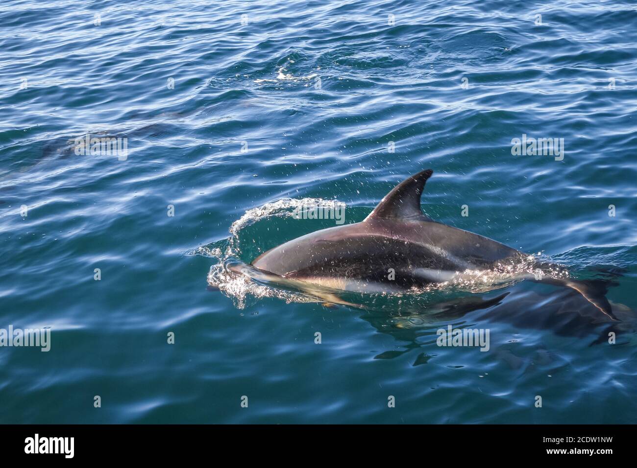 dolphin in Kaikoura bay, New Zealand Stock Photo