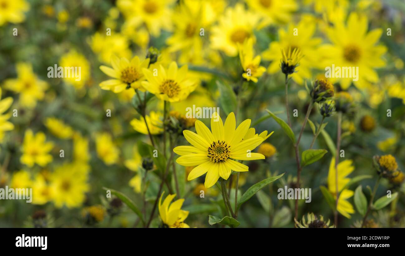 Common Ragwort Senecio jacobaea - beautiful yellow flower closeup macro Stock Photo