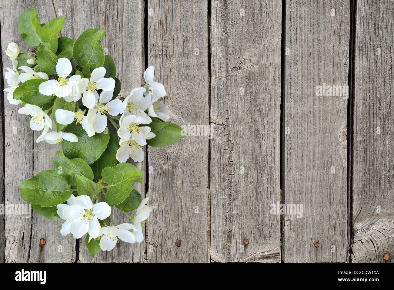 Blooming apple tree branch on a grunge wooden background Stock Photo