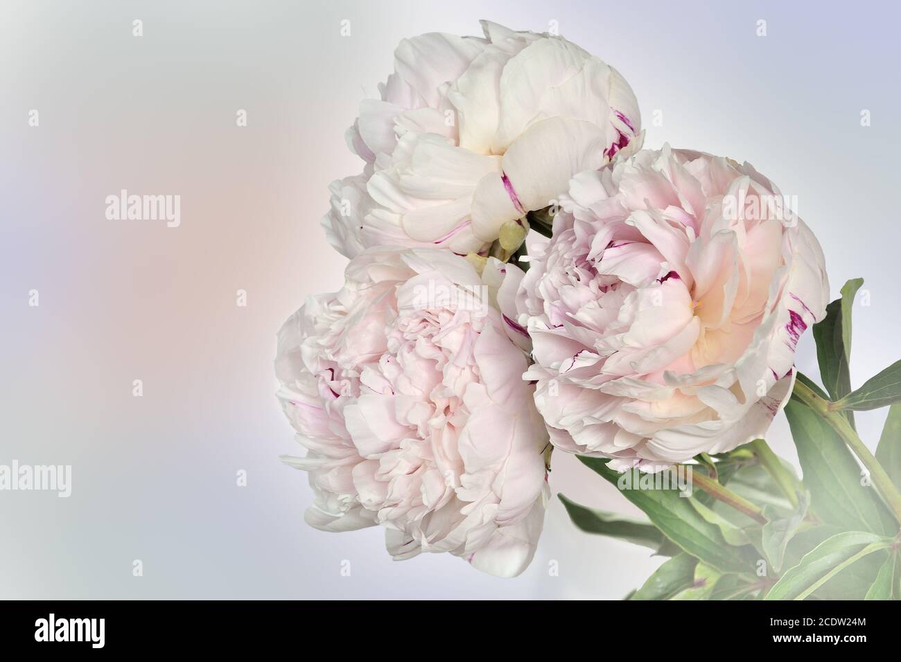 Beautiful bouquet of white-pink peonies on light pastel background Stock Photo
