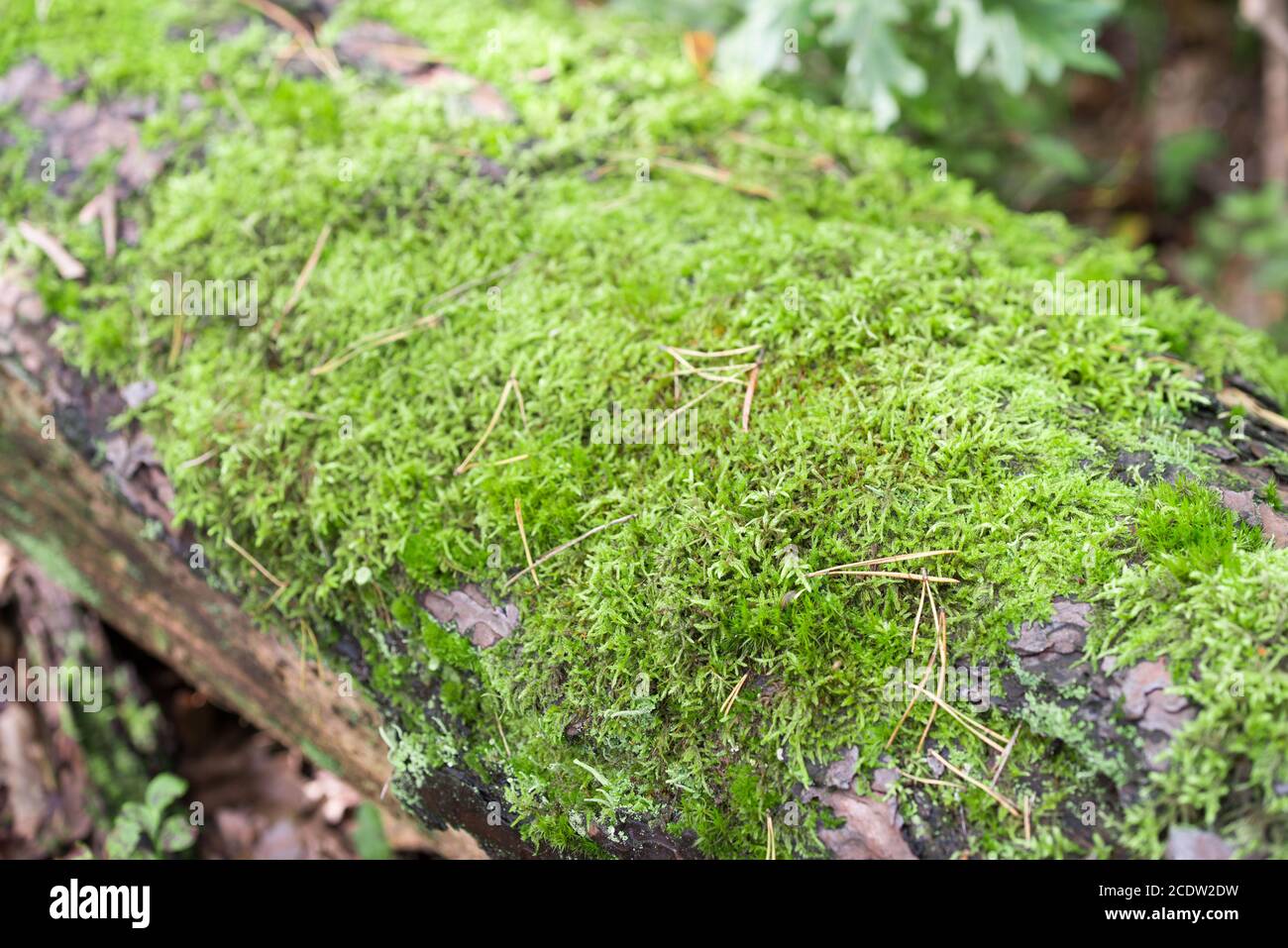 green moss on fallen tree trunk selective focus Stock Photo