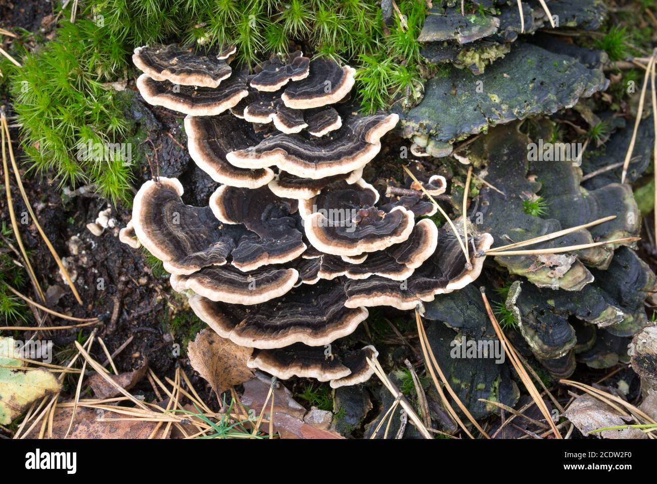 Trametes versicolor fungus on tree stump closeup Stock Photo