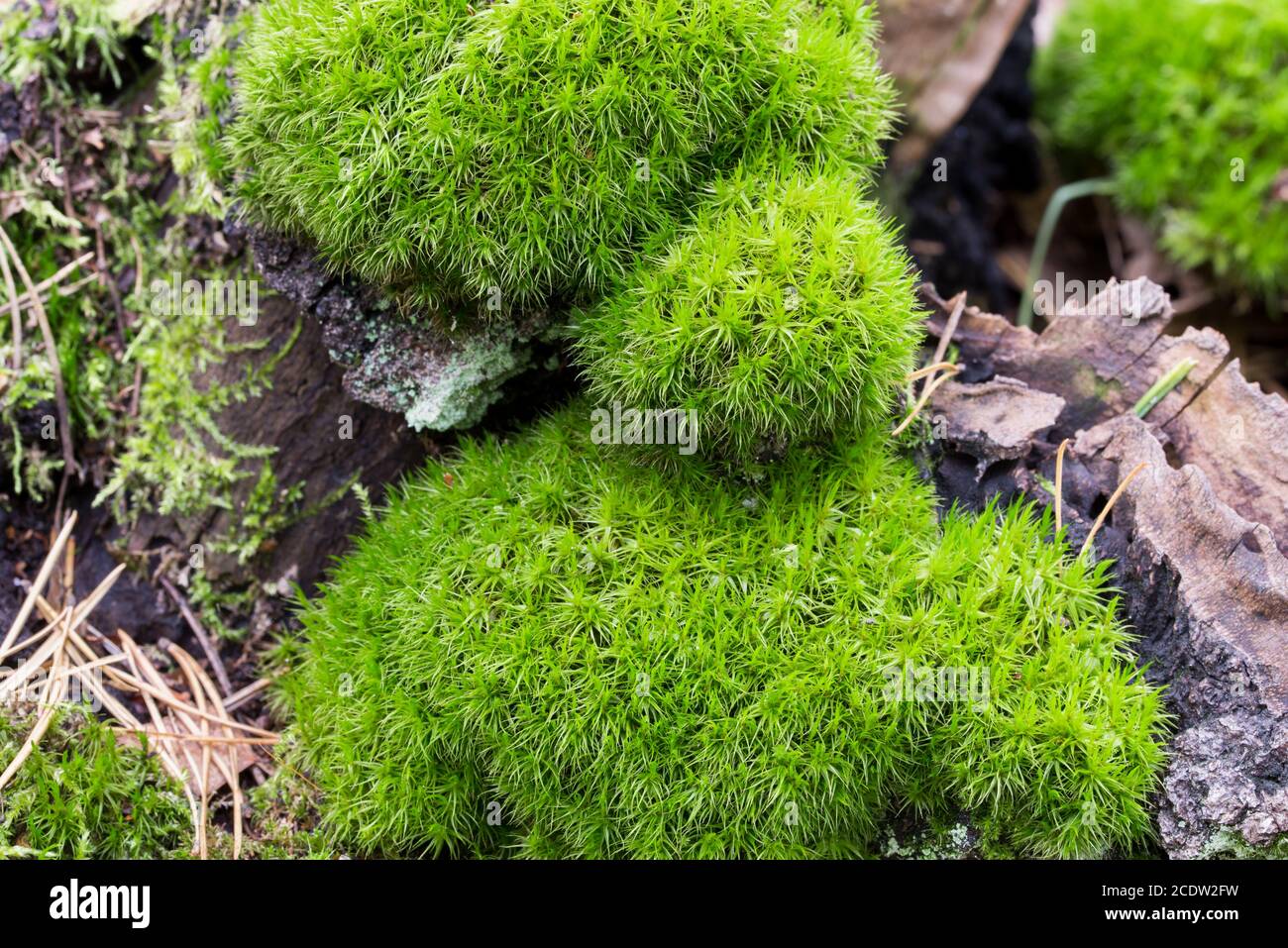 green moss on fallen tree trunk selective focus Stock Photo