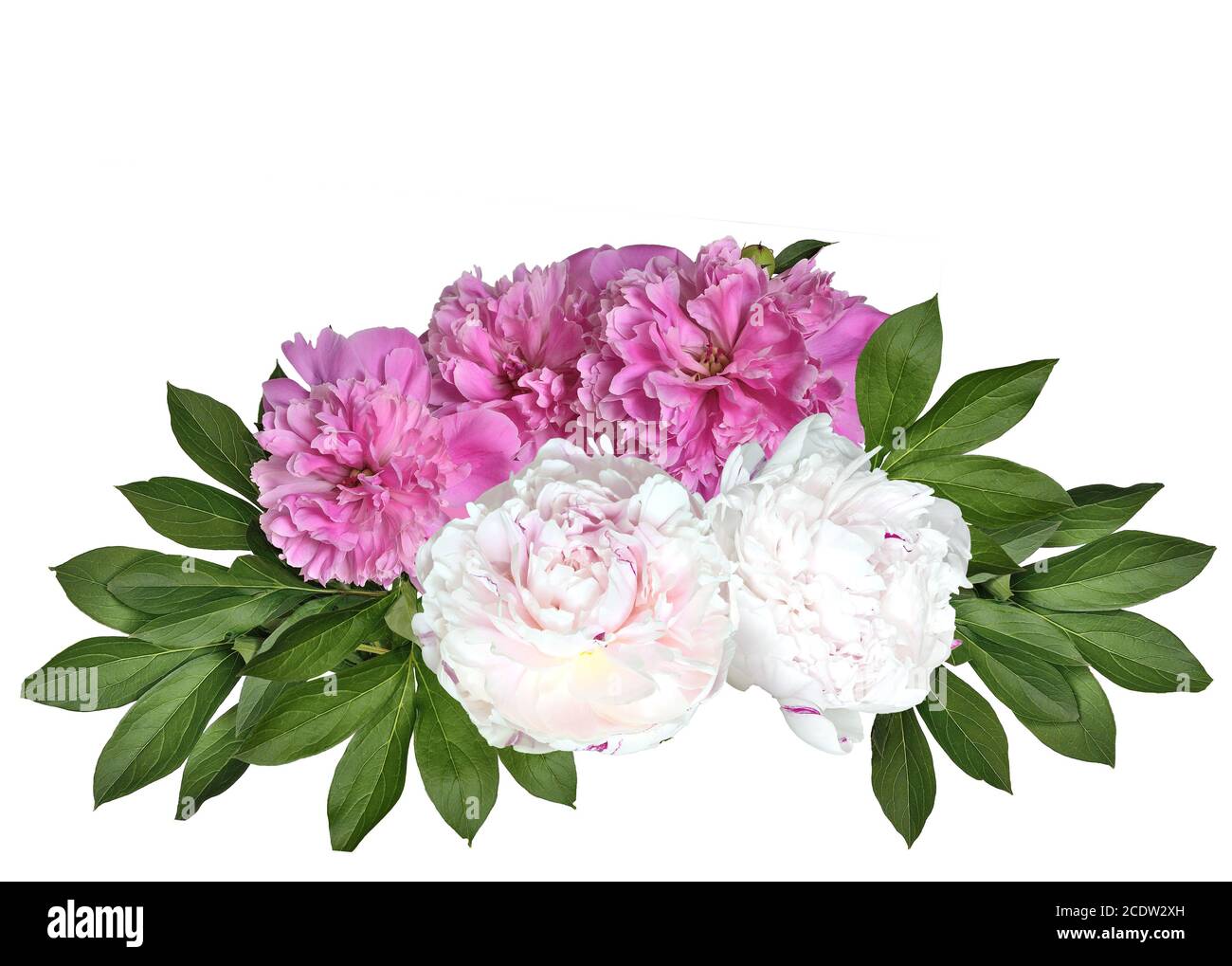 Pink and white peonies bouquet isolated on a white background Stock Photo