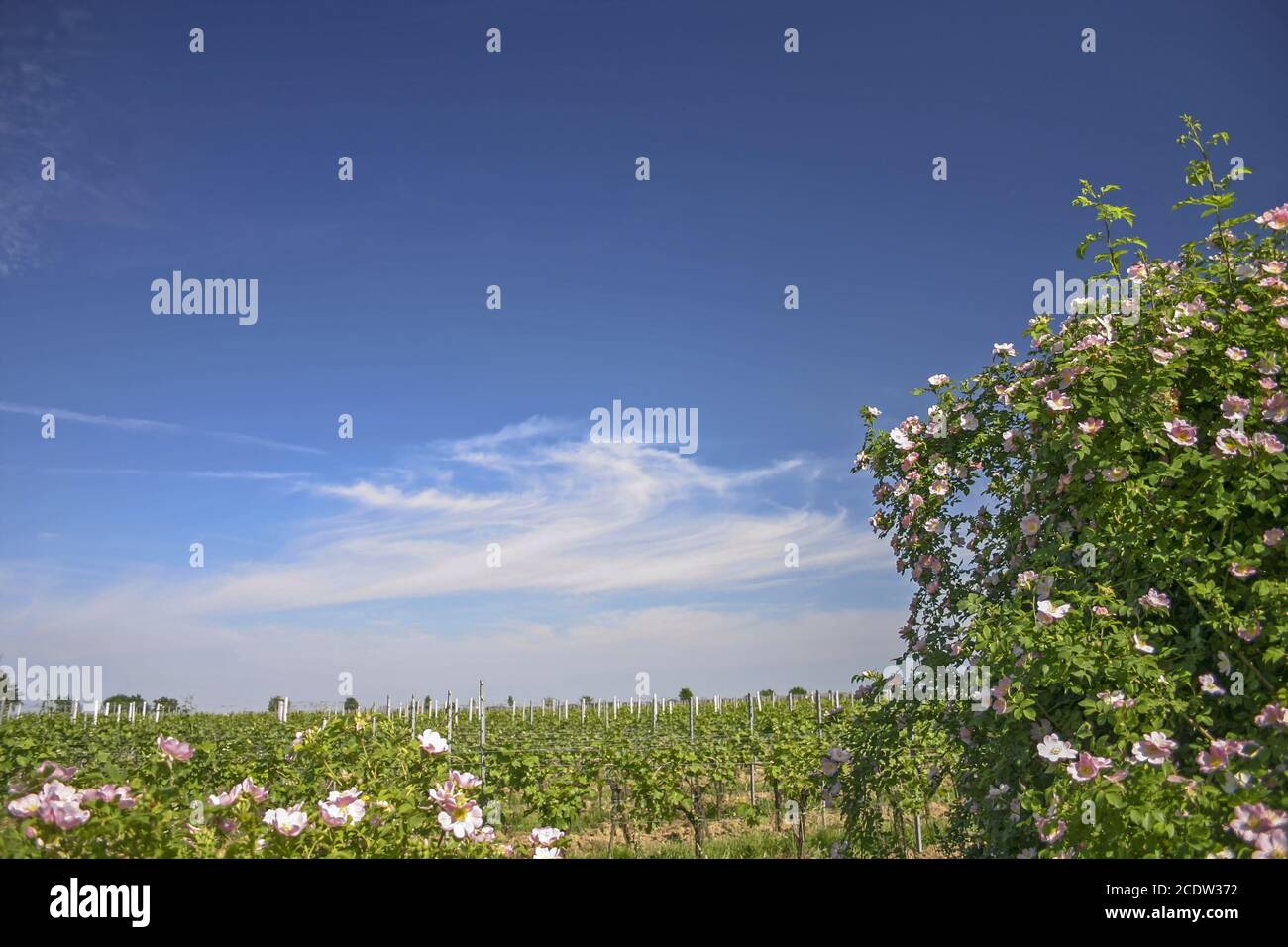 Dog Rose or Dog Rose (Rosa canina) in the Wingert Stock Photo