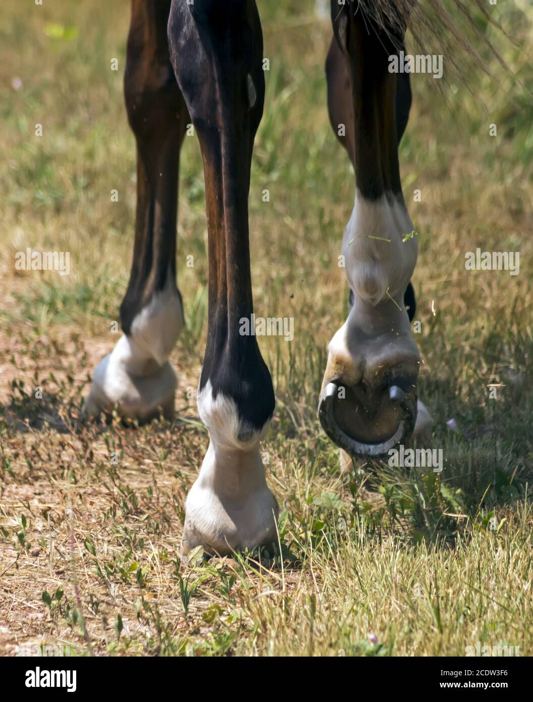 Horse feet hires stock photography and images Alamy