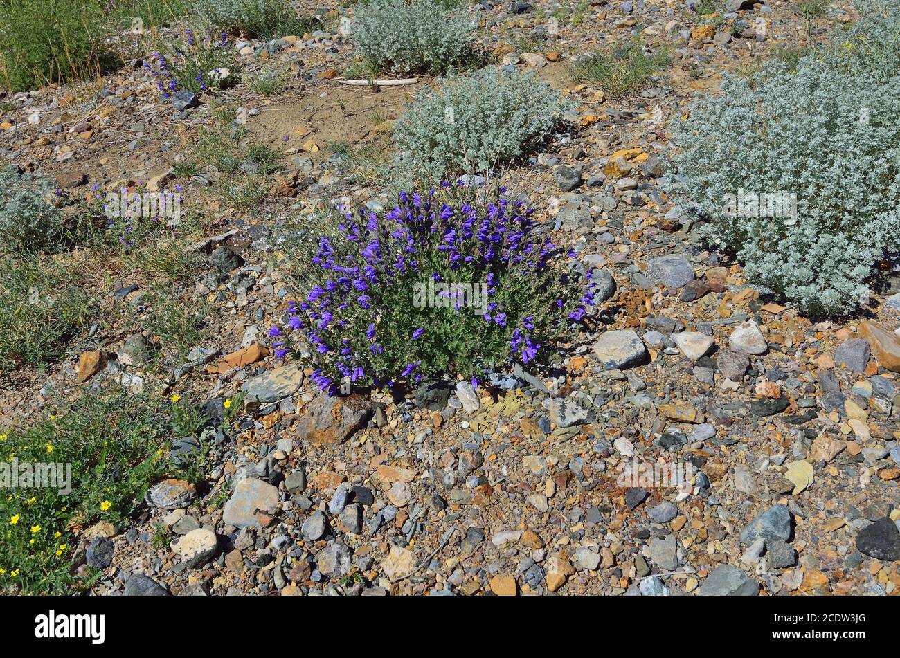 Sagebrush (Artemisia rutifolia) and blue flowers of Dracocephalum grandiflorum in steppe landscape Stock Photo