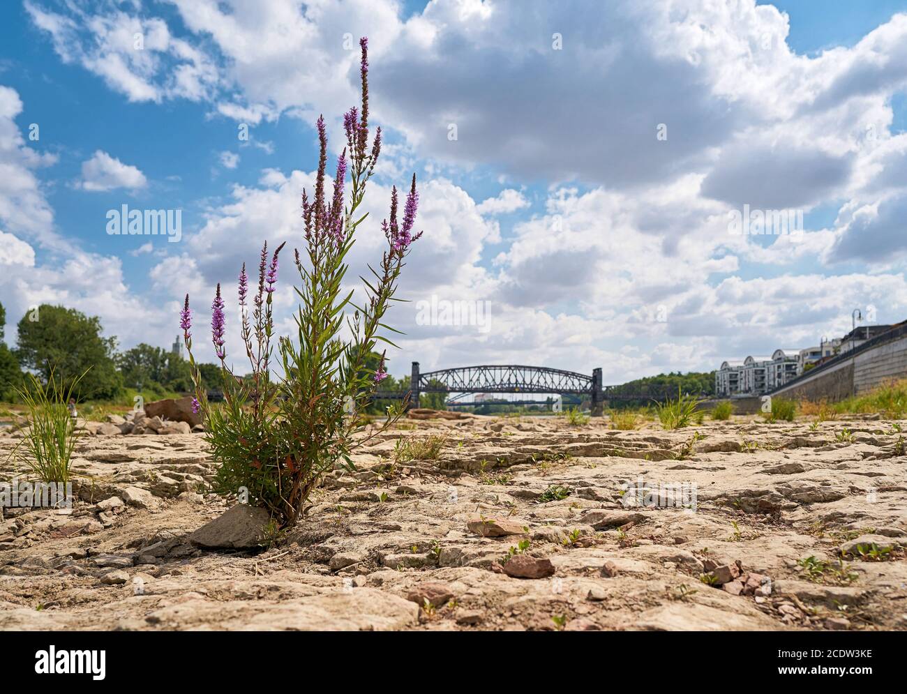 Dried out river bed of the Elbe near Magdeburg with the Cathedral-Rock Stock Photo