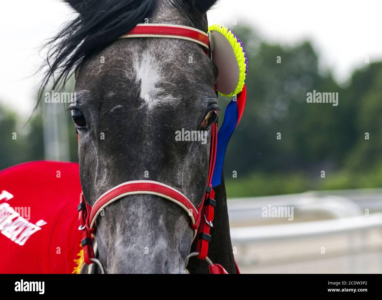 Grey arabian horse mare portrait Stock Photo - Alamy