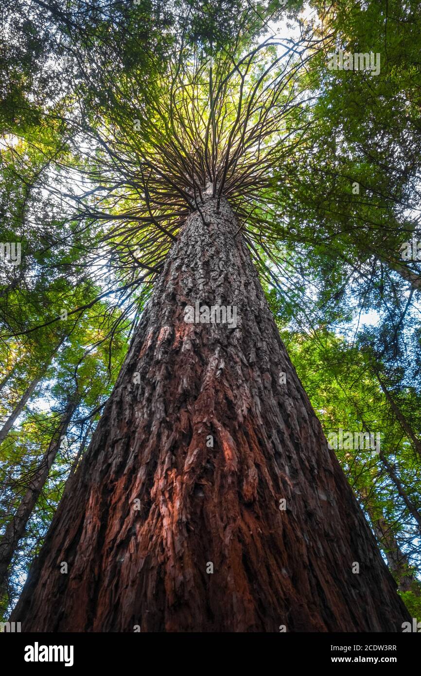 Giant Sequoia redwood forest, Rotorua, New Zealand Stock Photo