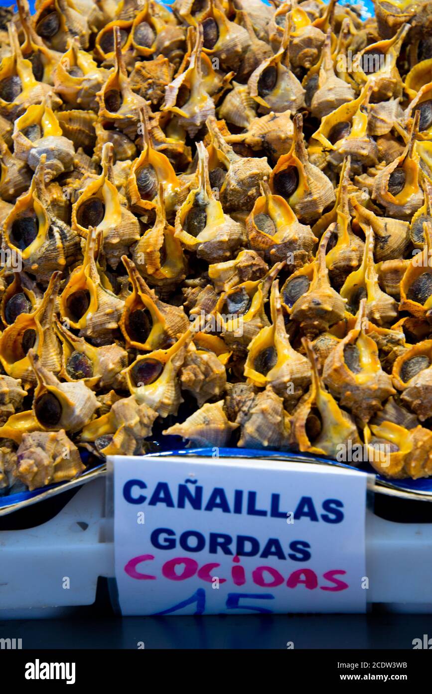 Bolinus brandaris sea snails on market Stock Photo