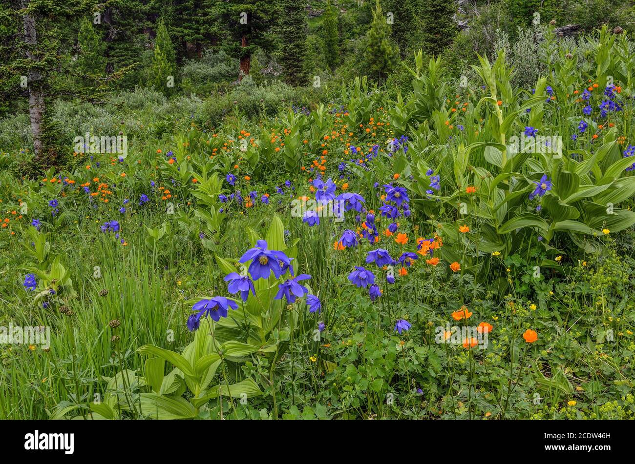Beautiful blossoming alpine meadow with colorful wild flowers close up Stock Photo