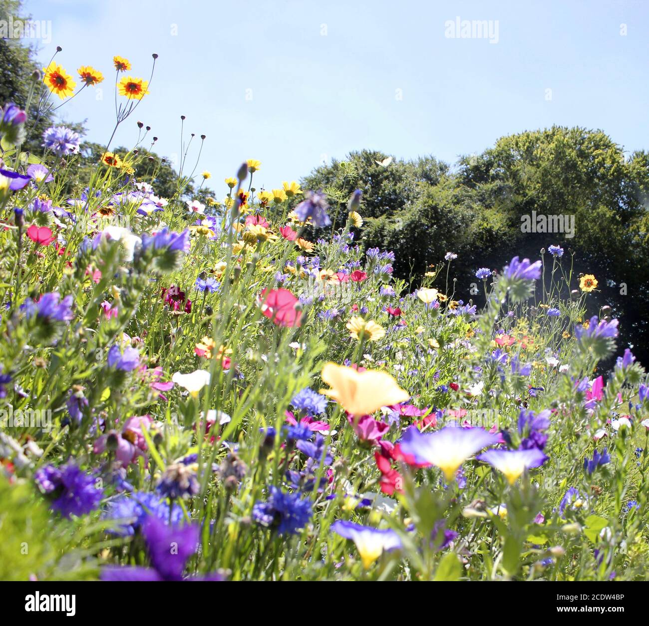 Angel meadow hi-res stock photography and images - Alamy
