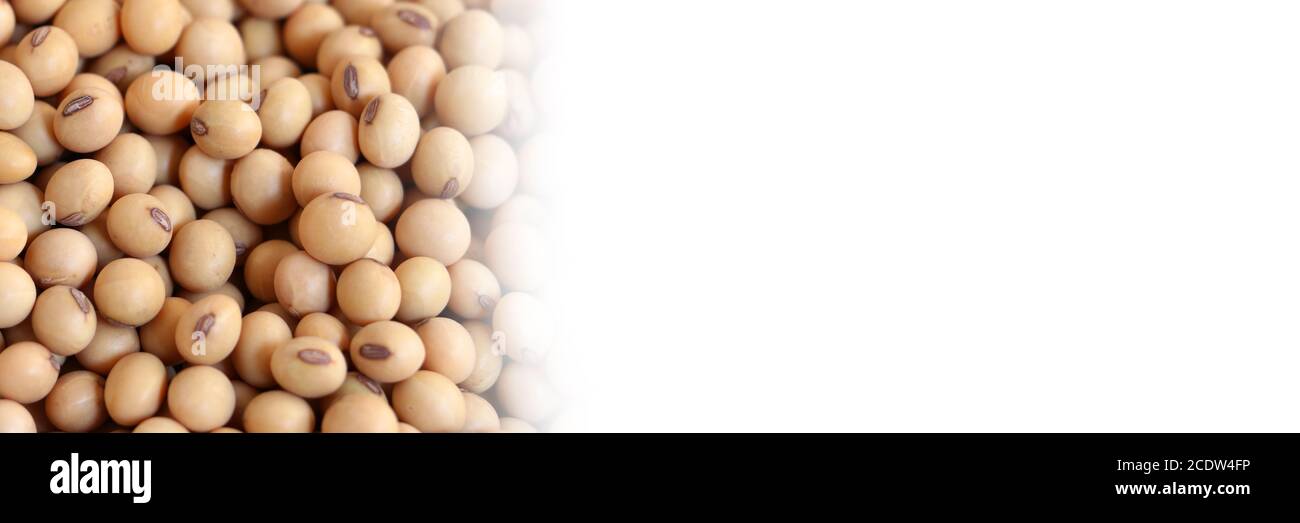 Soybean organic background with copy space on the right. Stock Photo