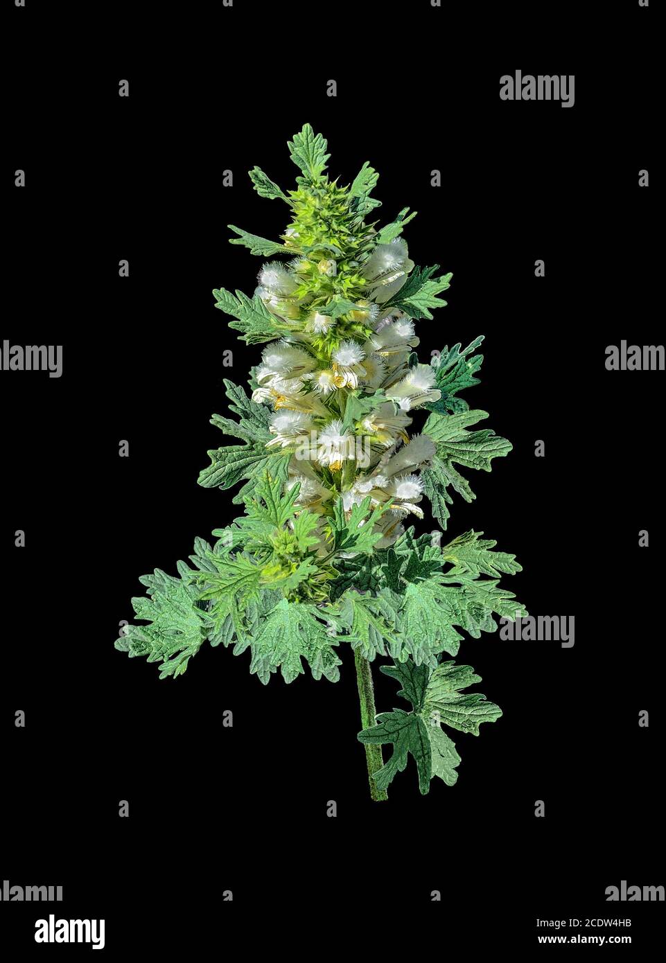 Blooming motherwort or Leonurus cardiaca on a black background isolated Stock Photo
