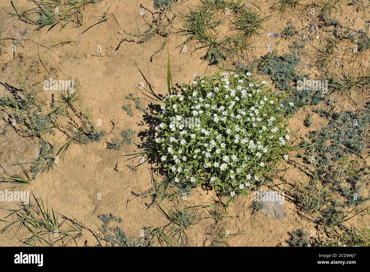 White shallow  flowers of Stellaria dichotoma or cordifolia Bunge Stock Photo